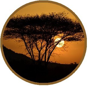 acacia