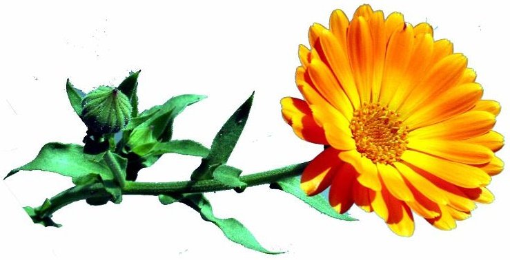 calendula zanzare