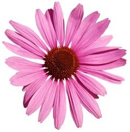 echinacea