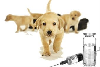 vaccini per animali
