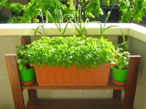 Coltivare erbe e piante aromatiche, anche sul tuo balcone!