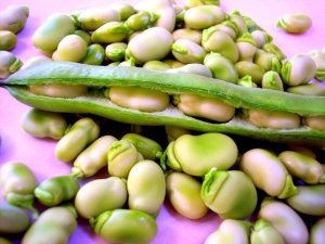 La fava: storia, proprietà e benefici