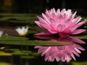 L'accettazione totale: la pratica buddista per vivere senza paura