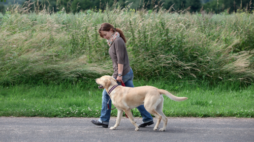 5 esercizi per allenare un cane