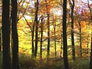 Alberi: anche loro stringono amicizia e sono sociali