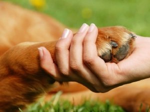 Pet Therapy: il rapporto animale paziente