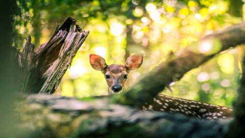 I segreti degli animali che vivono nel bosco