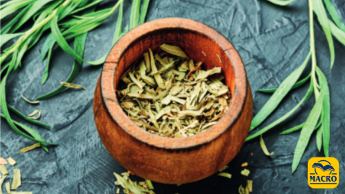 Artemisia annua: “portatrice sana” di amminoacidi e proteine