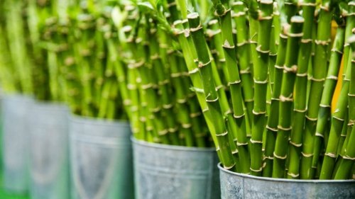 Bambù: ecologia, versatilità… e una ricetta con i germogli!