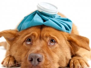 La medicina non convenzionale in veterinaria: focus sull'omeopatia