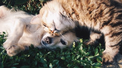 La salute di cani e gatti con l’Aloe vera