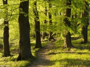 Effetto Biofilia: il misterioso legame tra uomo e natura