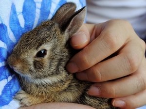 Il coniglio: un’adozione consapevole