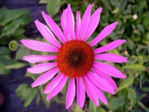 Echinacea: un rimedio naturale contro i malanni da raffreddamento