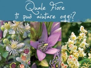 Scopri l'aiuto quotidiano dei Fiori di Bach