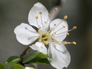 Niente paura... con i fiori di Bach