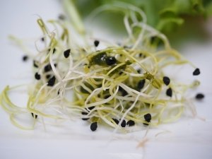 Germogli: le proprietà dei deliziosi superfood