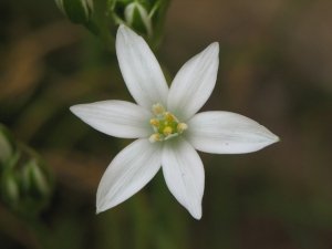 Fiori di Bach contro ansia e stress