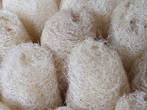 Luffa, la spugna vegetale che migliora la pelle