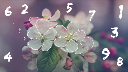 Numerologia e Fiori di Bach