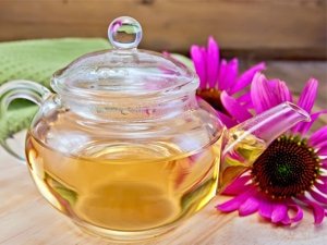 Echinacea per rinforzare il sistema immunitario