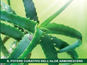 La ricetta dell'Aloe Arborescens di Padre Romano Zago