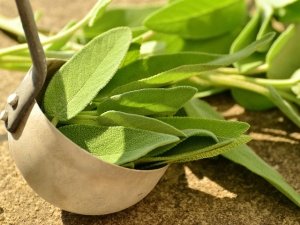Salvia, benefica erba culinaria