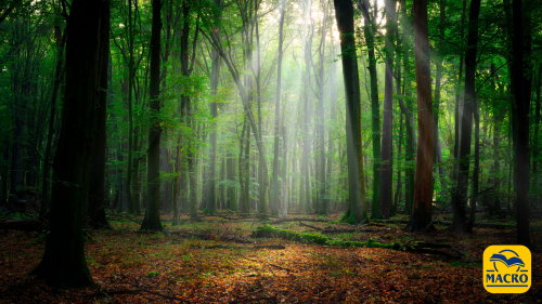 Shinrin Yoku: perché il bagno nella foresta è il miglior antistress naturale