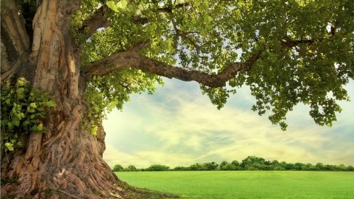 Perché si regala l'albero della vita? Simbologia dell'albero