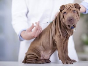 Vaccinazioni e animali: in Italia è argomento controverso