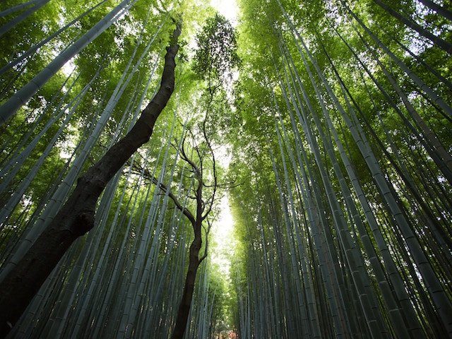 Potenziare il nostro sistema immunitario nel bosco