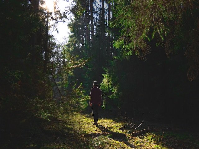 Passeggiare nel bosco: i benefici