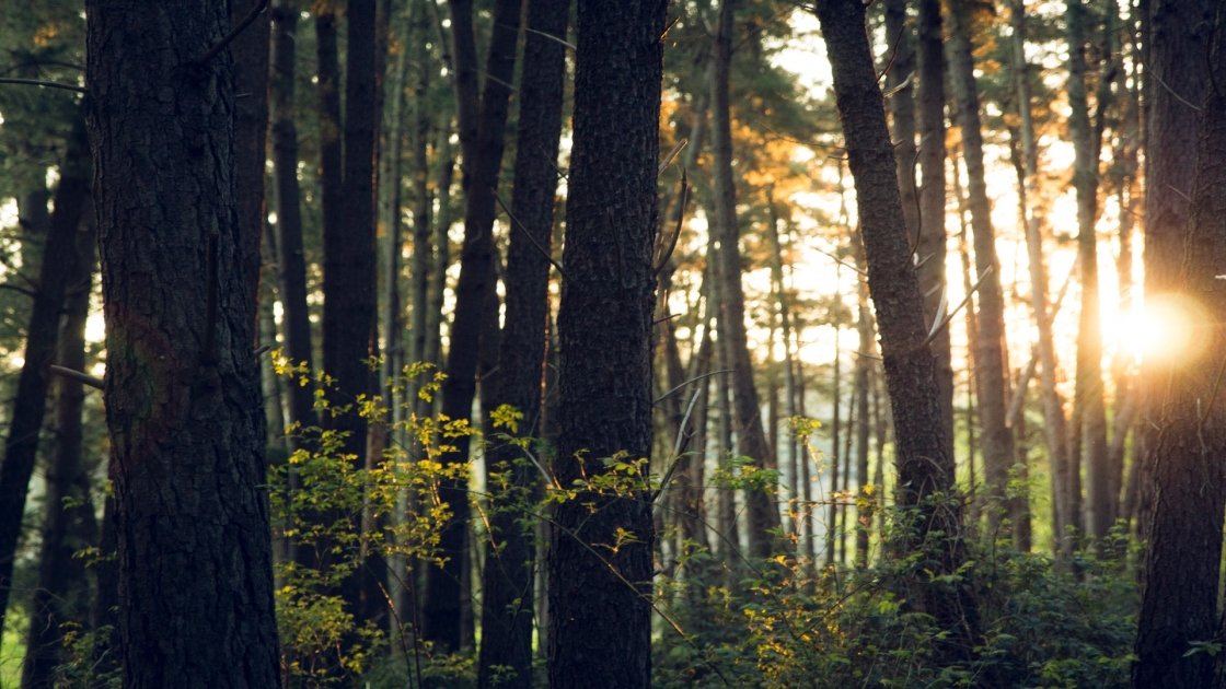 Bagno nel bosco: i consigli per praticare lo Shinrin Yoku