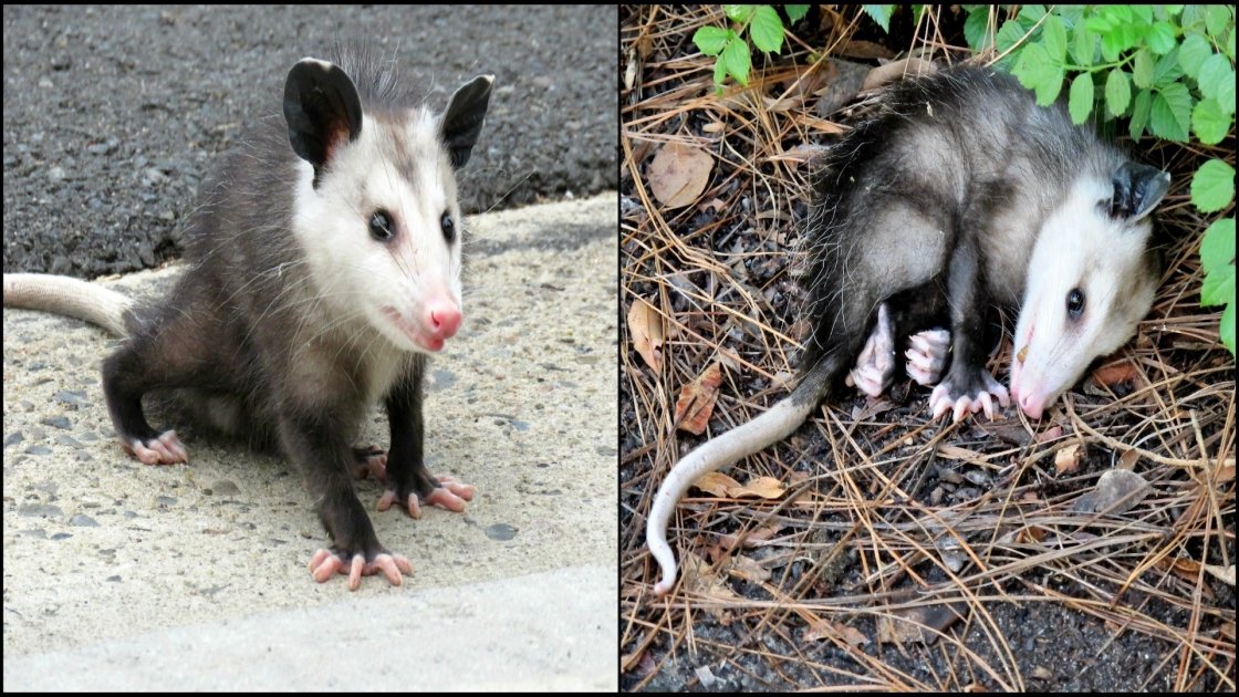 Animali Che Si Fingono Morti E Altri Inganni E Bugie