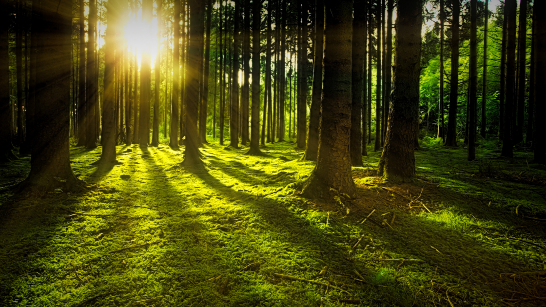 ShinrinYoku per bambini. La terapia del bagno nel bosco