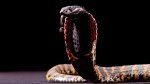 Il Cobra come Animale Guida