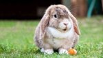 Vivi con un coniglio nano? Ecco cosa dovrebbe mangiare
