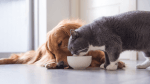 La salute nella ciotola: alimentazione per cani e gatti