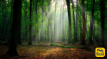 Shinrin Yoku: perché il bagno nella foresta è il miglior antistress naturale