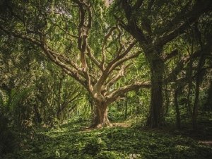 Gli alberi: anche loro hanno internet