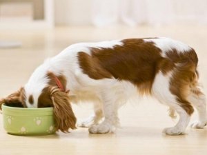 L’alimentazione naturale per cani: la dieta Barf