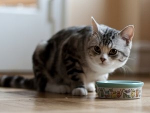 L’alimentazione naturale per gatti: la dieta Barf