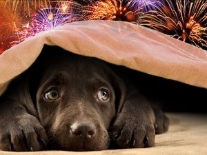 Animali e botti di Capodanno: i consigli del Veterinario