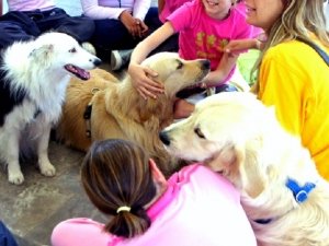 Pet Therapy: efficace anche contro il bullismo?