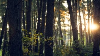 Bagno nel bosco: i consigli per praticare lo Shinrin Yoku