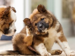 La dermatite del cane: un approccio integrato