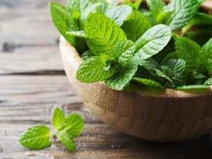 Erbe e piante aromatiche a Maggio: salvia, menta e malva