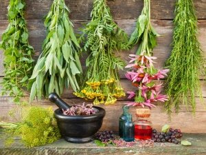 A caccia di erbe officinali e piante: rimedi naturali, usi e ricette