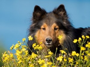 Gli animali e i fiori di Bach