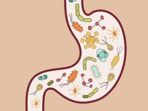 Flora microbica intestinale: le cause dello squilibrio del microbiota intestinale